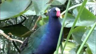 Purple Gallinule [upl. by Micro]