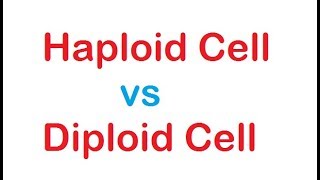 Diploid cell vs Haploid cell [upl. by Nomaid518]