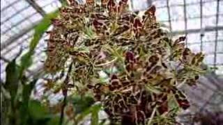 Grammatophyllum Orchid Care [upl. by Okihcas]