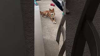 Distinguished gentleman ☺️shiba dog doglover dogmom pets youtubeshorts dogshorts cute [upl. by Mommy217]