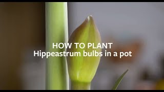 How to plant Hippeastrum Amaryllis bulbs indoors  Grow at Home  Royal Horticultural Society [upl. by Aitnuahs909]