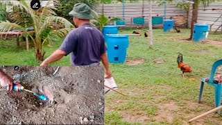 MUSIM KABUT TIADA AKTIVITI BERSAMA AKI NANGKA DI KEBUN  BAGI AYAM MAKAN DAN BAKAR LUBANG TIKUS [upl. by Casia309]