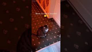 🤣🤣🤣 shortvideo cat mycatchannel funny catchannel yourcat pets catschannel funnycats [upl. by Nolyarb11]