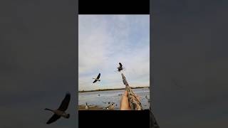 perfect shotgoosehuntingbirdhunting2024bestshot of the yearyoutibeshorts [upl. by Marketa]