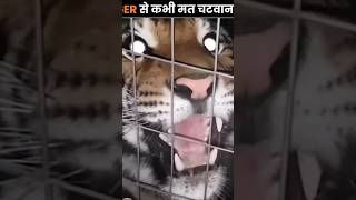 Tiger licking Could be Dangerous facts viralshort trending [upl. by Yelsnya]