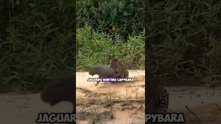 Jaguars Hunting Capybaras Predatory Behavior in the Amazon Rainforest [upl. by Ximena]