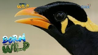 Born to be Wild The repatriation of a Philippine Talking Mynah [upl. by Oleusnoc]