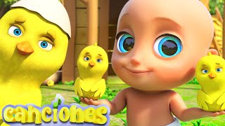 🐤🐥Los Pollitos Dicen Pio Pio  ¡Canciones Infantiles LooLoo [upl. by Rubetta]