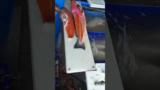 Salmon Fish Cutting Skills shorts food machine sashimi [upl. by Kenway]