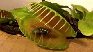 Venus Fly Trap vs Flies See who wins [upl. by Anetsirk]