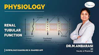 Physiology  Renal tubular function  Raaonline [upl. by Lumbard838]