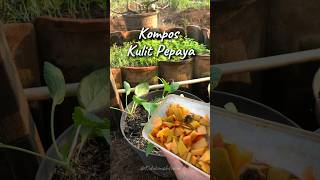 KOMPOS KULIT PEPAYA kidulomahfarm [upl. by Rozamond]