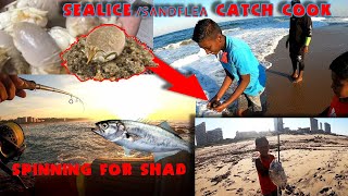 Fun Fishing Frenzy  Early morning spinning for Shad and Sealice catch cook [upl. by Ahsaz]