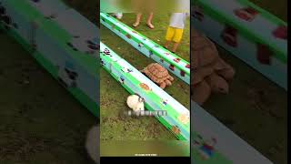 race was organised between the rabbit and the tortoise😮viralvideo shortvideo [upl. by Lisan214]