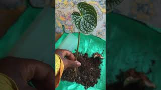 A quick anthurium propagation plants propagation shorts [upl. by Caritta272]