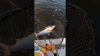 Striped Bass Fishing with Live Croakers [upl. by Cirtap]