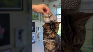 Using my cats fur to make him boots😂 [upl. by Ingeberg]