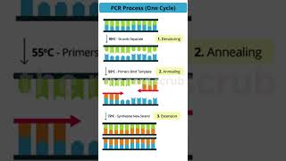 PCR mechanism [upl. by Atekihs]