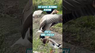 Greylag goose mornings domesticgoose goose raisinggeese [upl. by Nnylannej361]