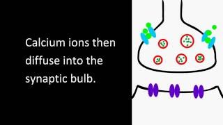 Synapse animation [upl. by Nester]