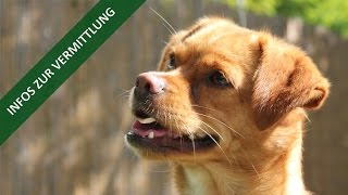 Infos zur Hundevermittlung  TierheimTV Hannover [upl. by Ricoriki534]