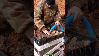 Real Gold Found Modular System Back in Action GoldPanning [upl. by Nade204]