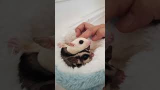 JJ terek bale versi berdua sugarglider cute jedagjedug trend [upl. by Derej323]