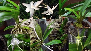 My angraecoid orchids collection Angraecums Aerangis Aeranthes and how I grow them [upl. by Yaral]