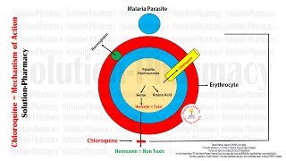 Antimalarial Drugs  Chloroquine Mechanism of Action With Animation  Chloroquine MOA in Malaria [upl. by Ennailuj]