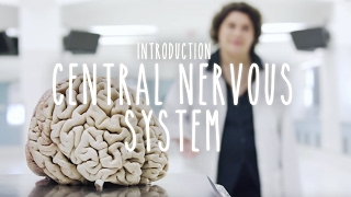 Neuroanatomy S1 E1 Intro to the Central Nervous System neuroanatomy science medicine brain [upl. by Elawalo784]