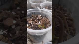 Vida Nueva  Mango seedlings coming to life  Plants  Botanist  RAC3LAND [upl. by Nipahc]