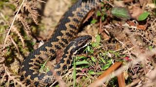 Adder Goatee [upl. by Easton640]