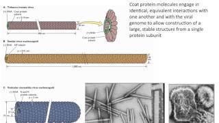 Virology 2013 Lecture 4  Structure of viruses [upl. by Mabel]