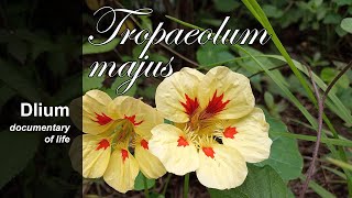 Nasturtium as a Medicine from the Ivywood Garden [upl. by Ayotal]