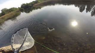 Fly Fishing at Cassel CA  September 17  19 2023 [upl. by Kado]