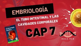 CAP 7EL TUBO INTESTINAL Y LAS CAVIDADES CORPORALESEMBRIOLOGÍA DE LAGMANRESUMENPODCAST [upl. by Baruch]