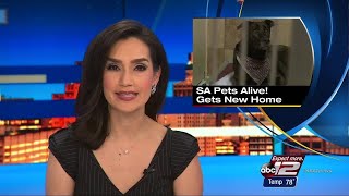 Video SA Pets Alive given second chance to save animals [upl. by Eesdnyl543]