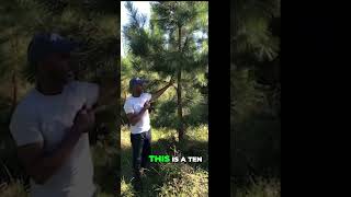 Unlocking Wealth Profitable Loblolly Pine Tree Farming [upl. by Nilla214]