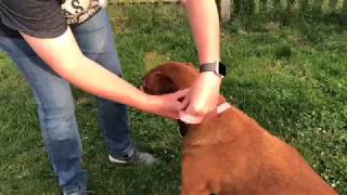 Measuring for a head collar  Meg Heath [upl. by Melena]