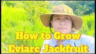 How to Grow Eviarc Jackfruit [upl. by Nilyahs869]