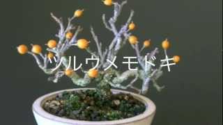 ツルウメモドキ盆栽E1（蔓梅擬盆栽）Celastrus orbiculatus bonsai [upl. by Daggett]