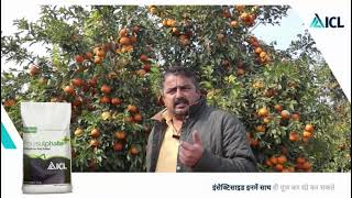 ICL farmer Testimonial  Mr Ajay Bacher  Kinnow  ICL India [upl. by Dorine]