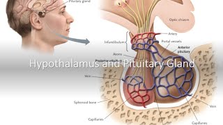 Hypothalamus and Pituitary Gland [upl. by Hertha307]