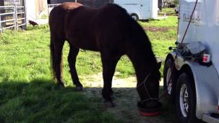 Proof Women Talk More Riding Horse Bitless  Challenging Horse Beliefs Rick Gore Horsemanship [upl. by Leonard]