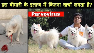 Total treatment cost of parvovirus affected dog  And what is chance of survival [upl. by Ahsytal]