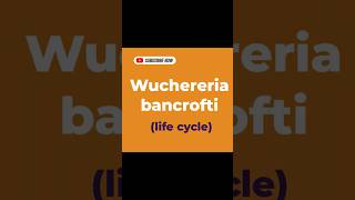 Wuchereria bancrofti [upl. by Harding]