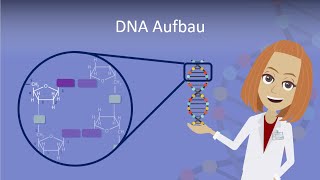 DNA Aufbau leicht erklärt [upl. by Heddi631]