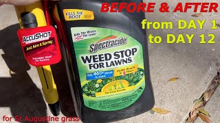 How to Kill Weeds in your Lawn wBefore amp After results [upl. by Kei]