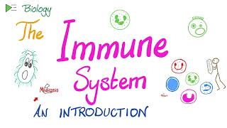 Introduction to the Immune System  Types of Immunity  Immunology Playlist [upl. by Eimile594]