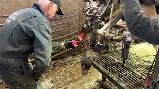 Gushing Hoof Treatment Ultimate Cow Hoof Care Trimming nail cows [upl. by Ahsienar]